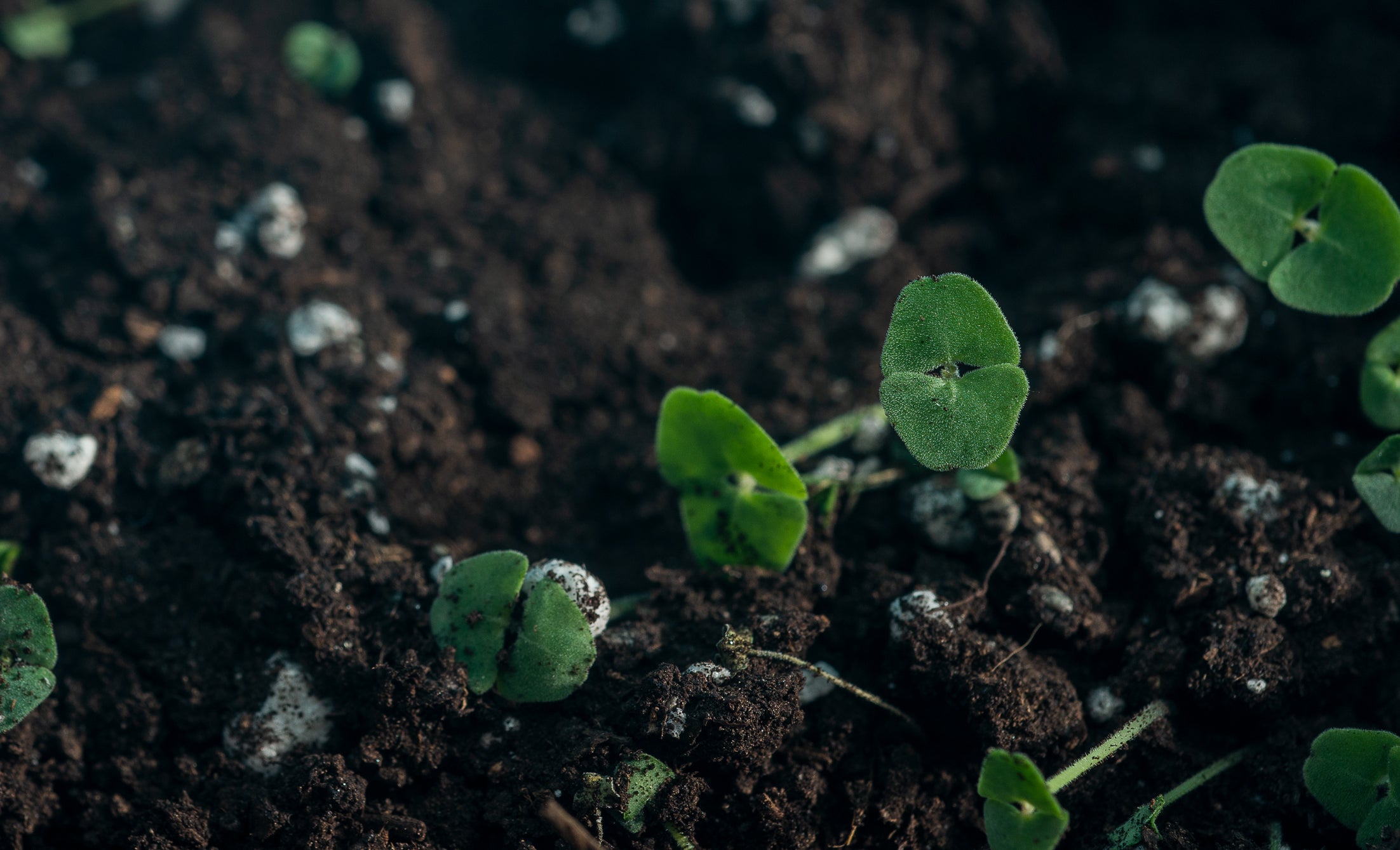 Small green sprouts in dirt